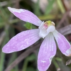 Caladenia fuscata (Dusky Fingers) at Gundary, NSW - 17 Oct 2022 by JaneR