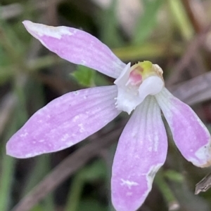 Caladenia fuscata at Gundary, NSW - 17 Oct 2022