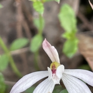 Caladenia fuscata at Gundary, NSW - 17 Oct 2022