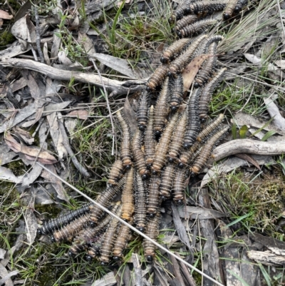 Perginae sp. (subfamily) (Unidentified pergine sawfly) at Gundary, NSW - 17 Oct 2022 by JaneR