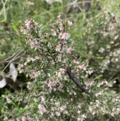 Cryptandra amara (Bitter Cryptandra) at Farrer, ACT - 18 Oct 2022 by rosiecooney