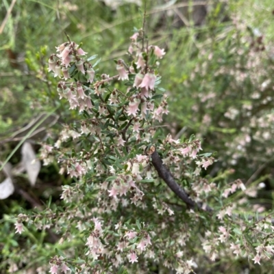 Cryptandra amara (Bitter Cryptandra) at Farrer Ridge - 18 Oct 2022 by rosiecooney