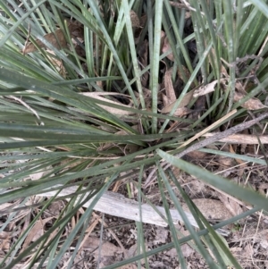 Xanthorrhoea concava at Gundary, NSW - 17 Oct 2022