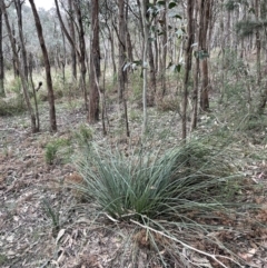 Xanthorrhoea concava at Gundary, NSW - 17 Oct 2022