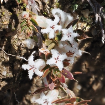 Styphelia nesophila (Sharp Beard-heath) at Mount Clear, ACT - 15 Oct 2022 by RAllen