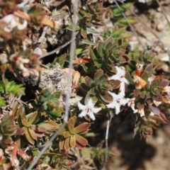 Leucopogon fraseri at Mount Clear, ACT - 15 Oct 2022