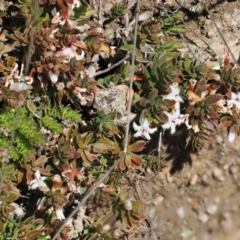 Leucopogon fraseri at Mount Clear, ACT - 15 Oct 2022