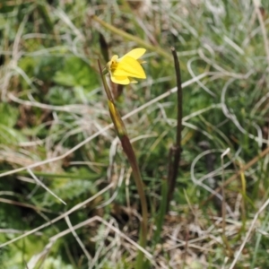 Diuris subalpina at Mount Clear, ACT - 15 Oct 2022