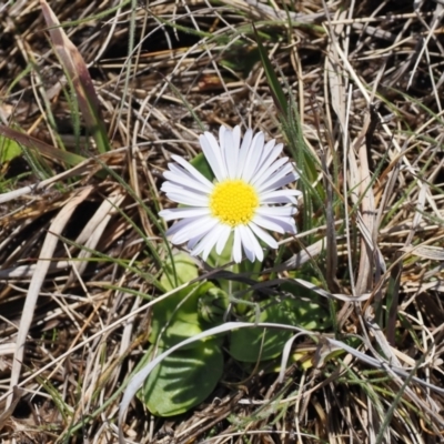 Brachyscome decipiens (Field Daisy) at Mount Clear, ACT - 15 Oct 2022 by RAllen