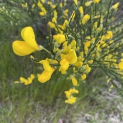Cytisus scoparius subsp. scoparius (Scotch Broom, Broom, English Broom) at Macgregor, ACT - 18 Oct 2022 by APB