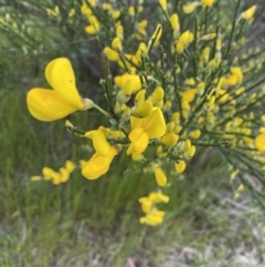 Cytisus scoparius subsp. scoparius (Scotch Broom, Broom, English Broom) at Macgregor, ACT - 17 Oct 2022 by APB