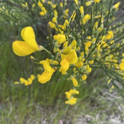 Cytisus scoparius subsp. scoparius (Scotch Broom, Broom, English Broom) at Macgregor, ACT - 18 Oct 2022 by APB