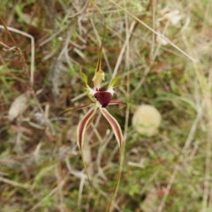 Caladenia atrovespa (Green-comb Spider Orchid) at Tennent, ACT - 17 Oct 2022 by JohnBundock