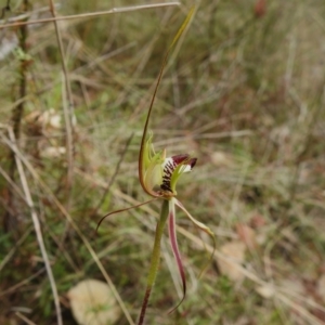 Caladenia atrovespa at Tennent, ACT - 17 Oct 2022