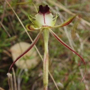 Caladenia atrovespa at Tennent, ACT - 17 Oct 2022