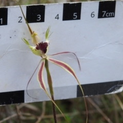 Caladenia atrovespa at Tennent, ACT - 17 Oct 2022