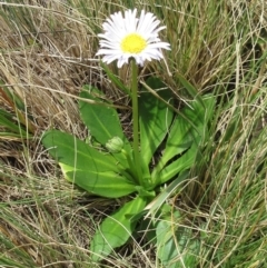 Brachyscome decipiens at Booth, ACT - 11 Oct 2022