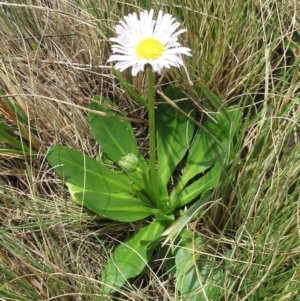 Brachyscome decipiens at Booth, ACT - 11 Oct 2022