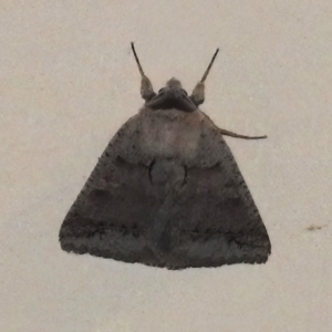 Pantydia sparsa at Wanniassa, ACT - 17 Oct 2022 10:15 PM