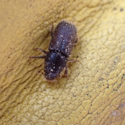 Hylurgus ligniperda (Golden-haired bark beetle) at Murrumbateman, NSW - 18 Oct 2022 by SimoneC