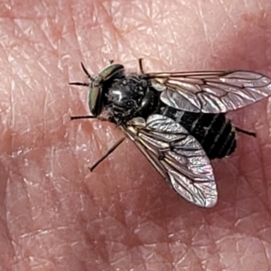 Dasybasis sp. (genus) at Coree, ACT - 18 Oct 2022