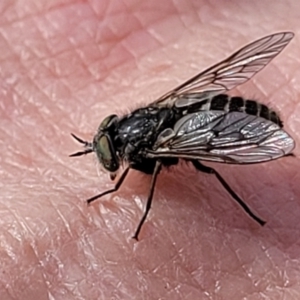 Dasybasis sp. (genus) at Coree, ACT - 18 Oct 2022