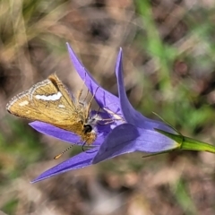 Taractrocera papyria (White-banded Grass-dart) at Coree, ACT - 18 Oct 2022 by trevorpreston