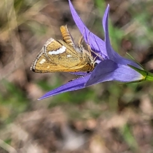 Taractrocera papyria at Coree, ACT - 18 Oct 2022