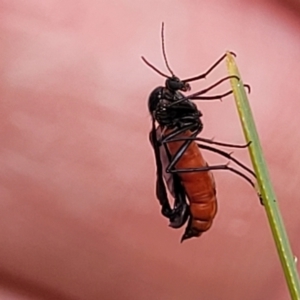 Sciaridae sp. (family) at Coree, ACT - 18 Oct 2022