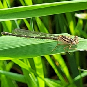 Xanthagrion erythroneurum at Coree, ACT - 18 Oct 2022