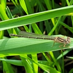 Xanthagrion erythroneurum at Coree, ACT - 18 Oct 2022