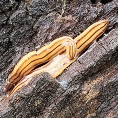 Anzoplana trilineata (A Flatworm) at Coree, ACT - 18 Oct 2022 by trevorpreston