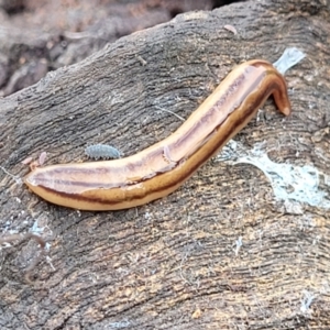 Anzoplana trilineata at Coree, ACT - 18 Oct 2022