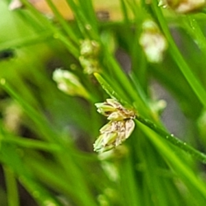 Isolepis marginata at Coree, ACT - 18 Oct 2022