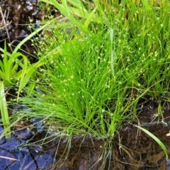 Isolepis marginata at Coree, ACT - 18 Oct 2022 04:12 PM