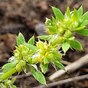 Paronychia brasiliana at Coree, ACT - 18 Oct 2022