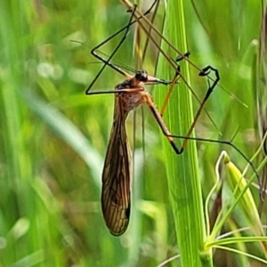 Harpobittacus australis at Coree, ACT - 18 Oct 2022