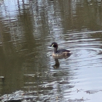 Tachybaptus novaehollandiae (Australasian Grebe) at Coree, ACT - 18 Oct 2022 by trevorpreston