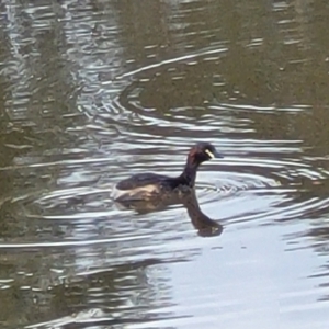 Tachybaptus novaehollandiae at Coree, ACT - 18 Oct 2022