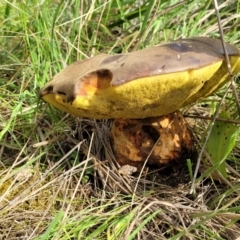 zz bolete at Coree, ACT - 18 Oct 2022 by trevorpreston