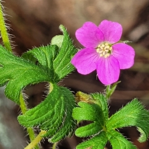 Geranium solanderi var. solanderi at Coree, ACT - 18 Oct 2022