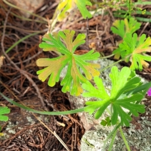 Geranium solanderi var. solanderi at Coree, ACT - 18 Oct 2022