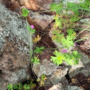 Geranium solanderi var. solanderi at Coree, ACT - 18 Oct 2022