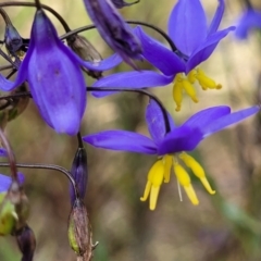 Stypandra glauca (Nodding Blue Lily) at Coree, ACT - 18 Oct 2022 by trevorpreston