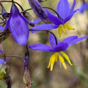 Stypandra glauca at Coree, ACT - 18 Oct 2022