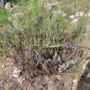 Stypandra glauca at Coree, ACT - 18 Oct 2022