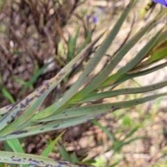 Stypandra glauca at Coree, ACT - 18 Oct 2022