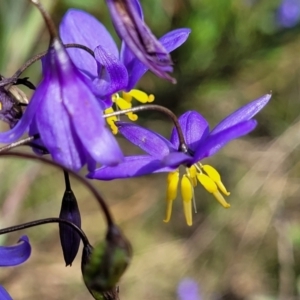 Stypandra glauca at Coree, ACT - 18 Oct 2022