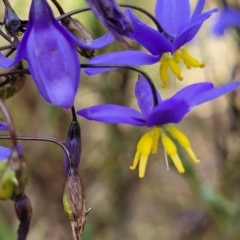 Stypandra glauca at Coree, ACT - 18 Oct 2022