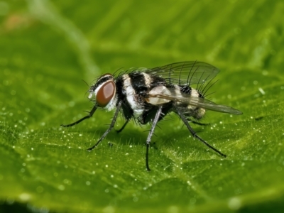 Trigonospila sp. (genus) (A Bristle Fly) at Weston, ACT - 18 Oct 2022 by Kenp12